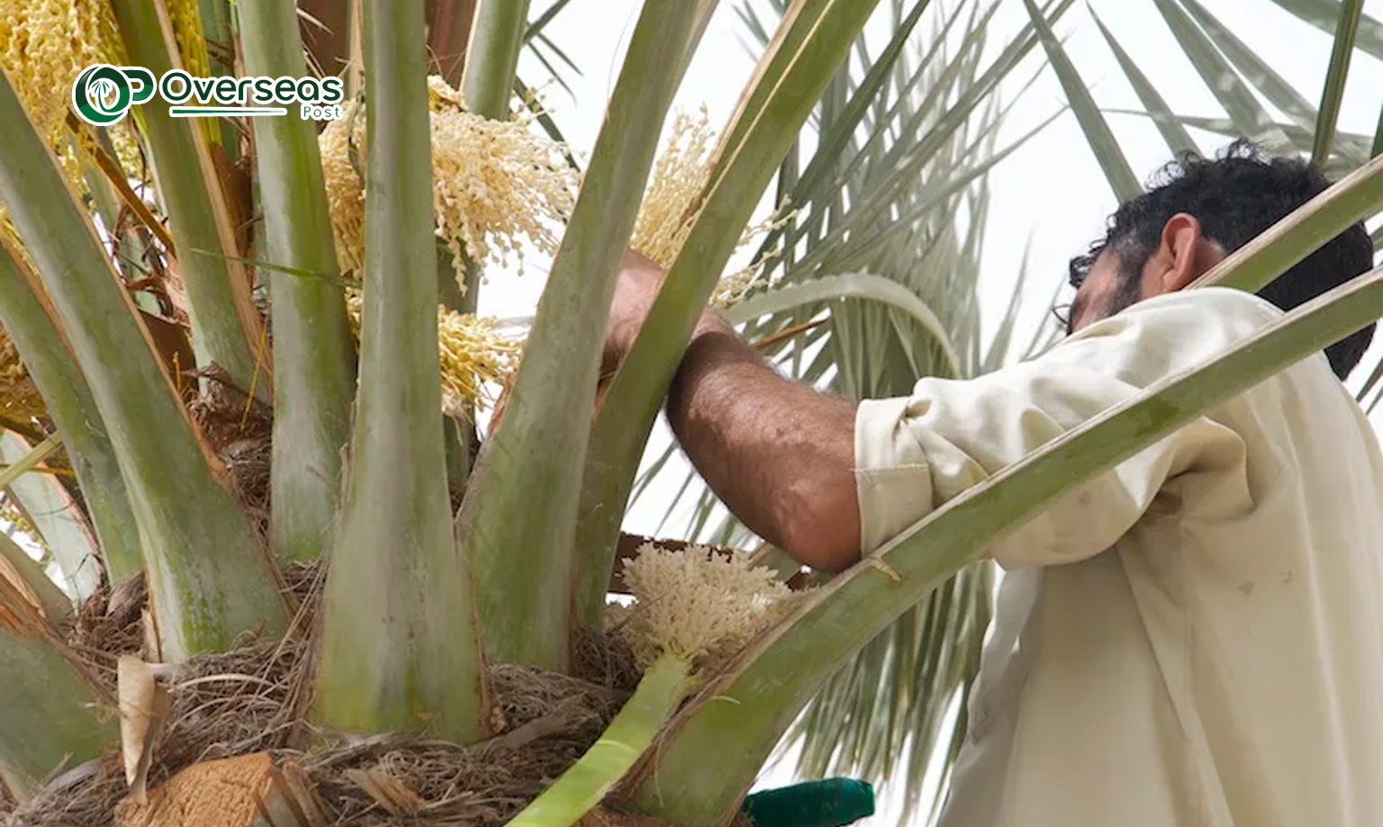 najran dates pollination 1