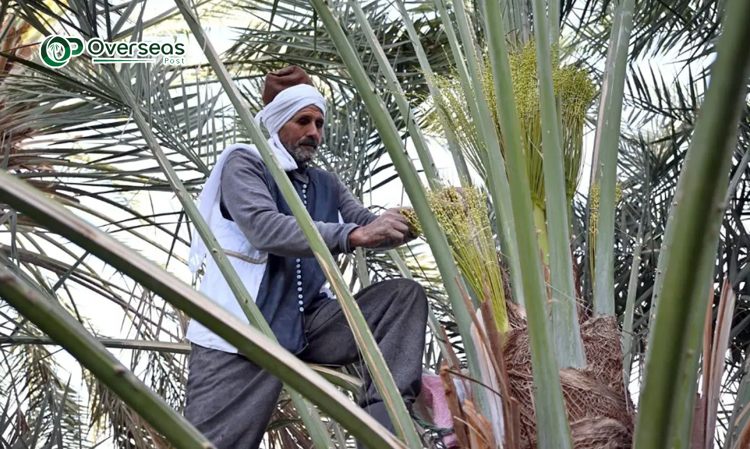 najran dates pollination 2