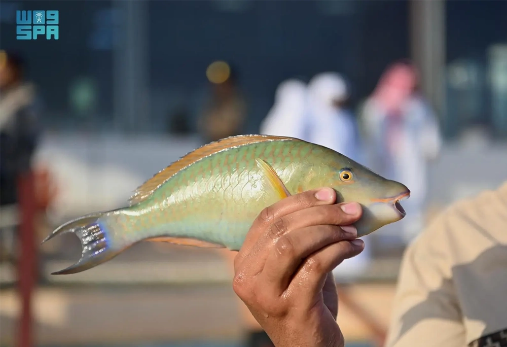 fish season farsan island 5