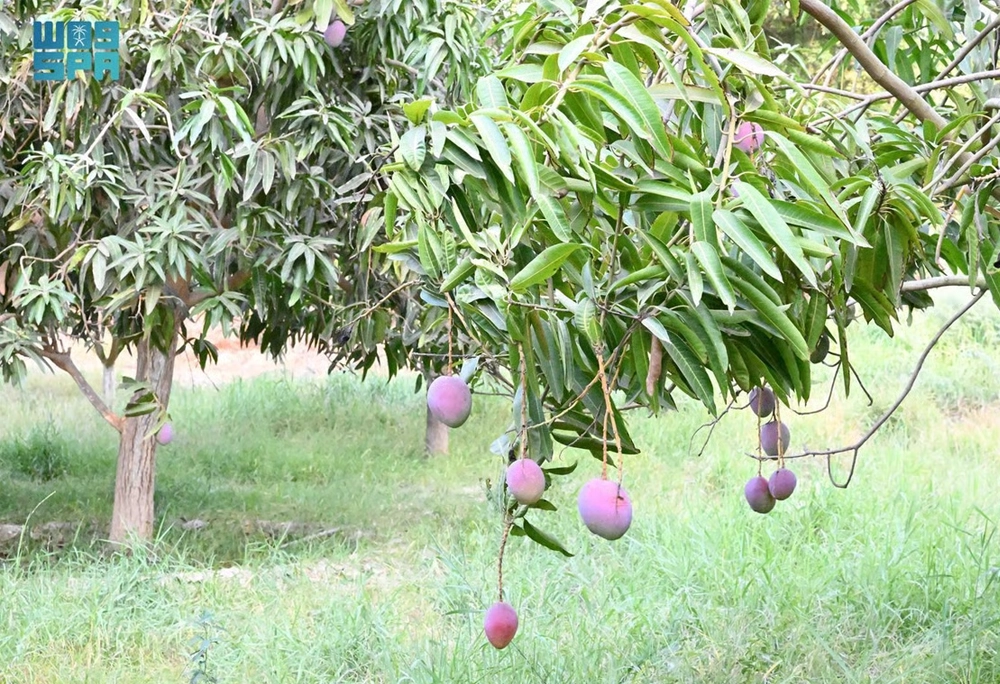 jazan mango 3