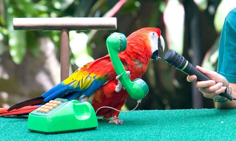 parrots talk like human2