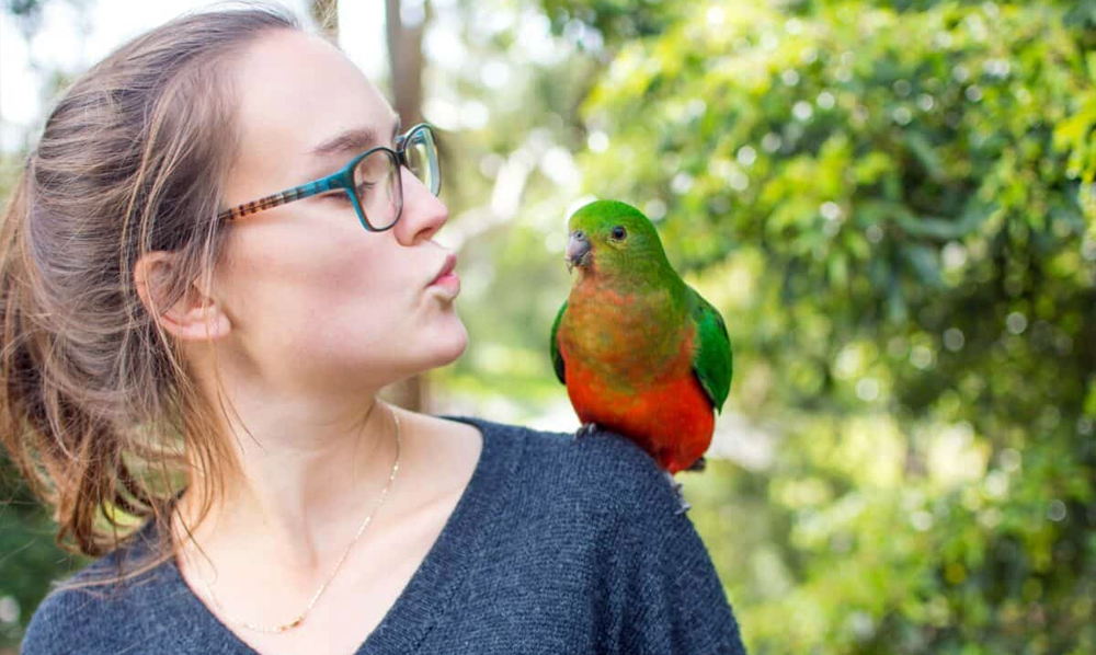 parrots talk like human3