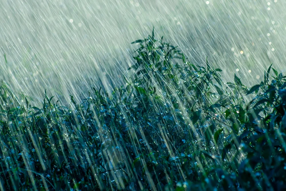 rain fall in rains season with light un focus on 2026 01 11 10 41 41 utc