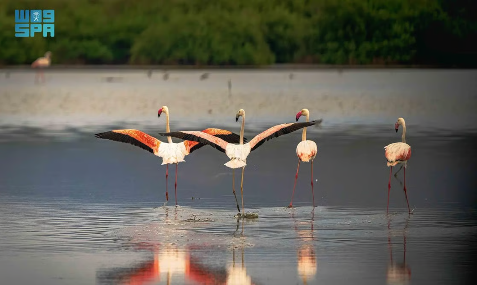 saudi jazair e farsan 1