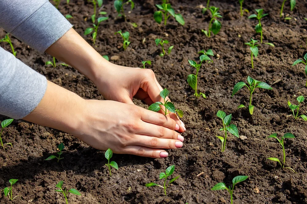 woman farmer planting seedlings of pepper in a gre 2026 01 09 08 25 58 utc