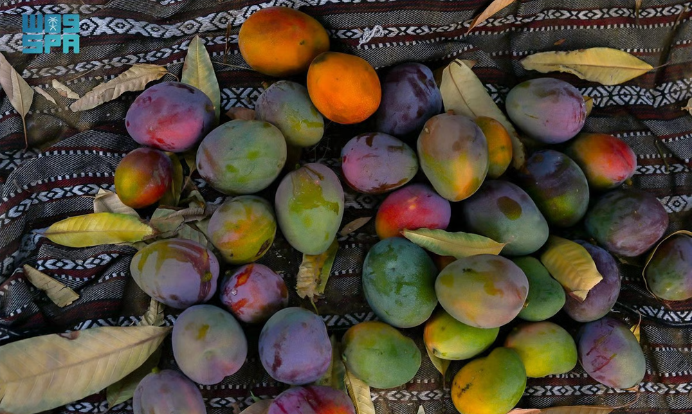 الباحہ آم پیداوار 1500 ٹن اور سعودی زراعت ترقی