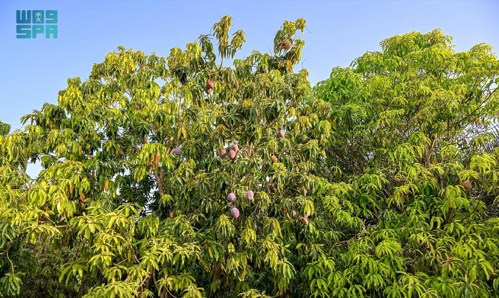 الباحہ آم پیداوار 1500 ٹن اور سعودی زراعت ترقی