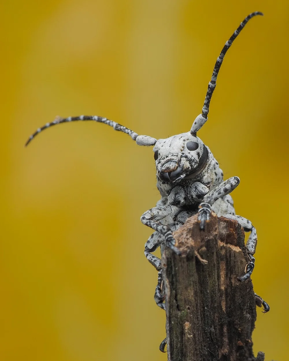 long horn beetle 2026 01 05 06 04 39 utc