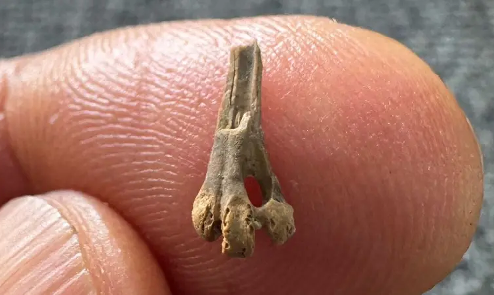 مصر میں قدیم پرندے کی دریافت، صحرائے فیوم سے ملنے والی پرندے کی قدیم ہڈی کا معائنہ