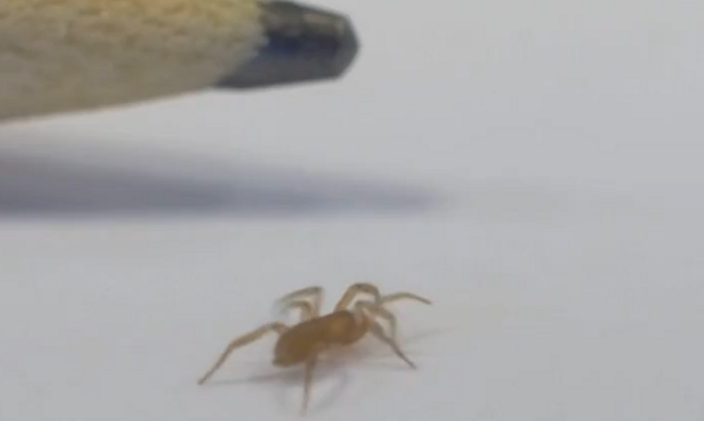 جنوبی اسپین میں نایاب مکڑی کی نئی قسم کی تصویر