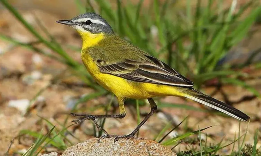 ام قیردون پرندہ گمشدگی اور سوڈان ماحولیاتی اشارہ