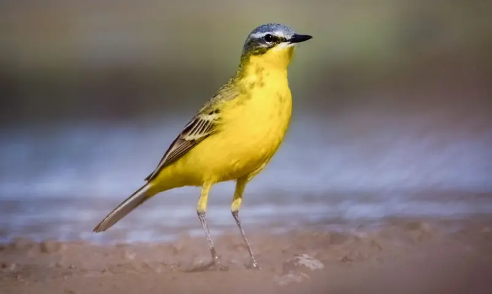 ام قیردون پرندہ گمشدگی اور سوڈان ماحولیاتی اشارہ