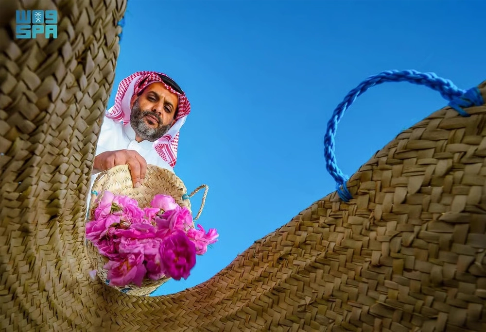 taif rose 1