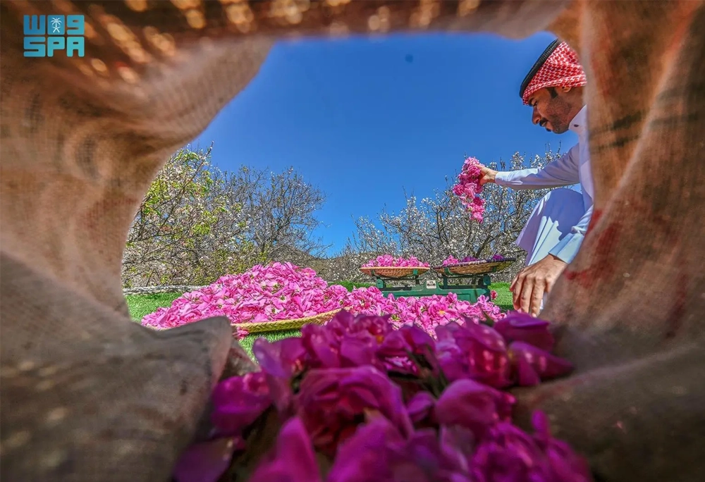 taif rose 3