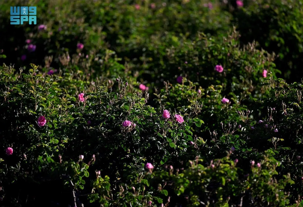 taif rose 4