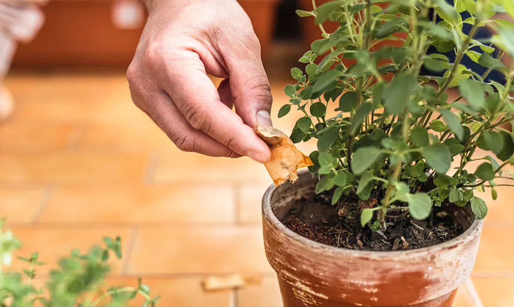 teabags and plants 1