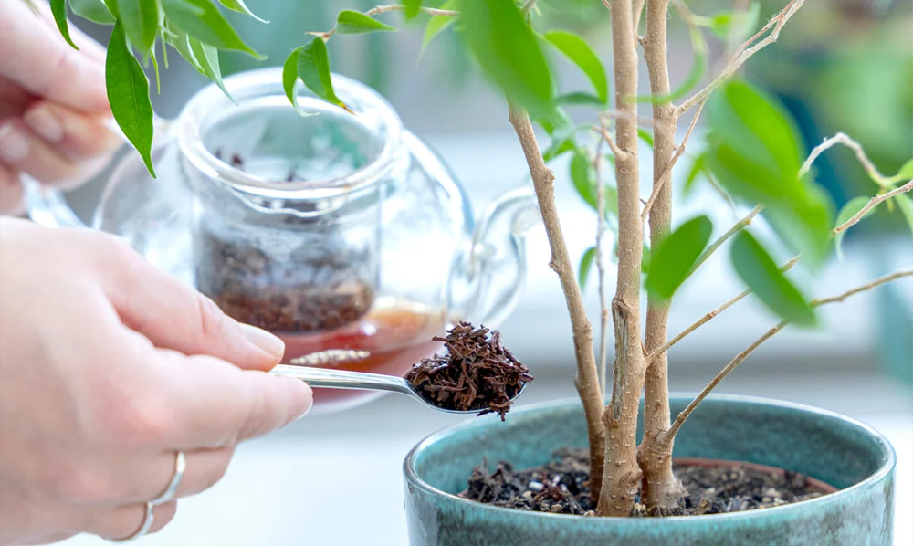 teabags and plants 2