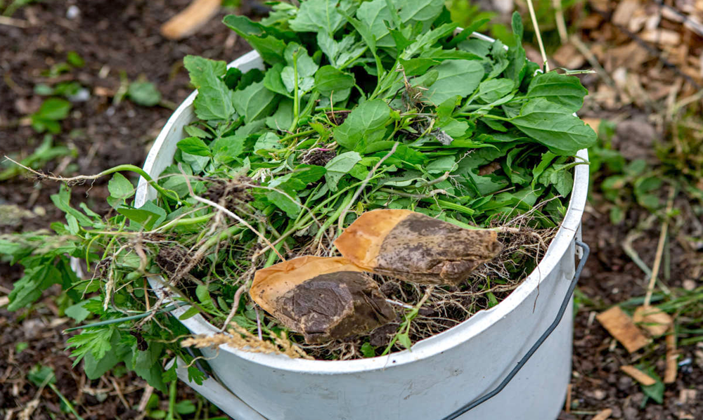 teabags and plants 3