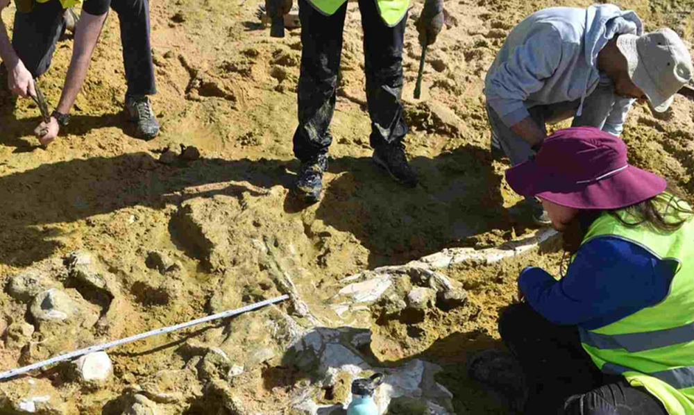 پرتگال وہیل فوسلز قدیم ڈھانچے ساحل دریافت