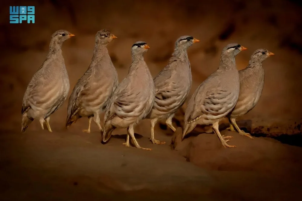 654564 1