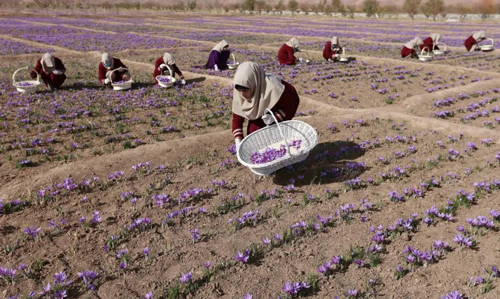 افغانستان کے صوبہ ہرات میں زعفران کی کٹائی اور عالمی منڈی کے لیے پیکنگ کی عکاسی