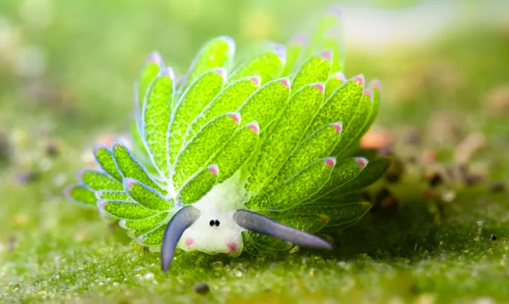 سبز پتے کی مانند نظر آنے والا شمسی توانائی والے سمندری گھونگے (Elysia chlorotica) کا سمندر میں منظر