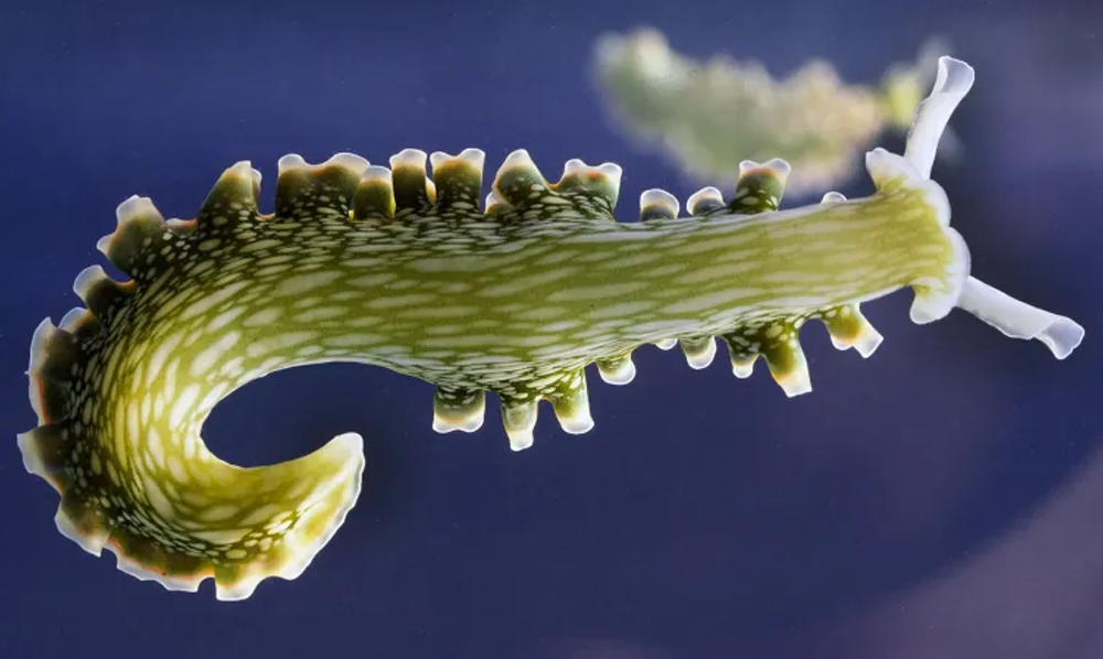 سبز پتے کی مانند نظر آنے والا شمسی توانائی والے سمندری گھونگے (Elysia chlorotica) کا سمندر میں منظر