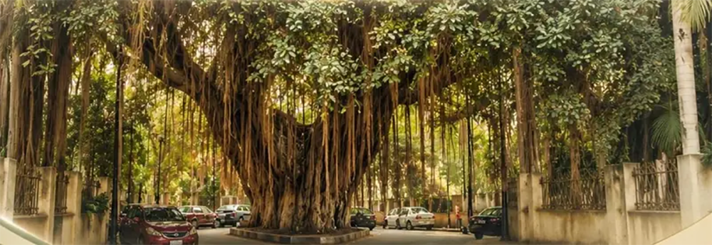 مصر میں نایاب درختوں کو ڈیجیٹل میوزیم میں تبدیل کرنے اور کیو آر کوڈ لگانے کا منصوبہ