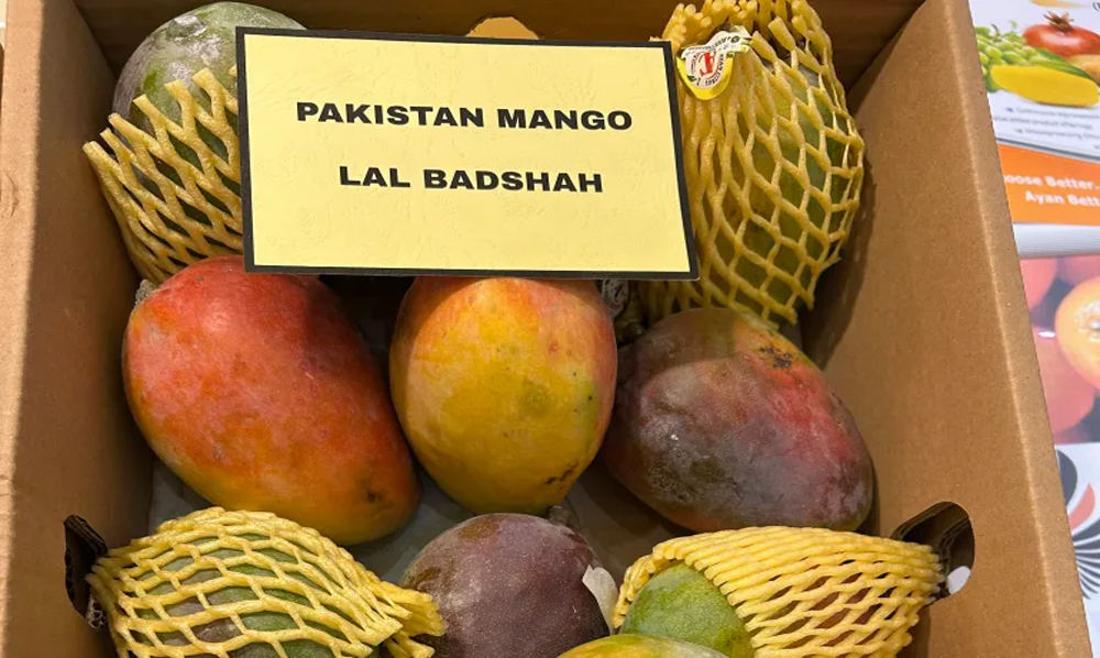 پاکستانی آم کی برآمدات میں نقصان، آبنائے ہرمز کے بحران کی وجہ سے آم کے باغات اور ایکسپورٹ کنٹینرز کی بندش