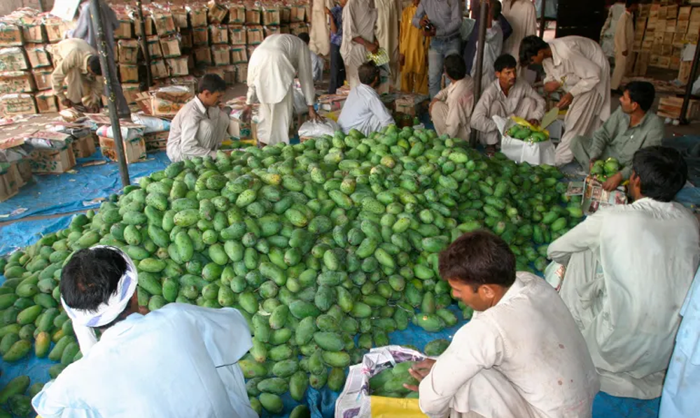 پاکستانی آم کی برآمدات میں نقصان، آبنائے ہرمز کے بحران کی وجہ سے آم کے باغات اور ایکسپورٹ کنٹینرز کی بندش