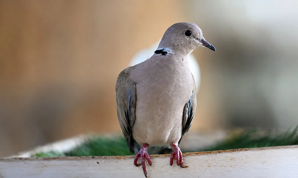 طوق دار قمری